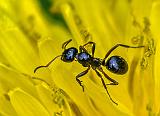 Ant On A Dandelion_DSCF02916